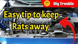 Easy Tip To Keep Rodents Mice amp Rats Out of Your Engine Bay [upl. by Tarttan]