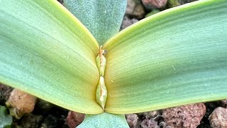 Welwitschia mirabilis 6 months old 🌱 [upl. by Backer]