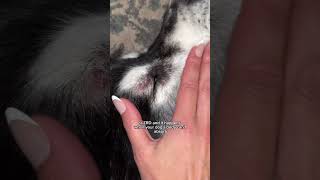 Zinc responsive dermatosis in huskies and sled dogs husky huskies [upl. by Anitsirhk904]