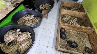 Tortoise Shop Thailand [upl. by Sulihpoeht793]