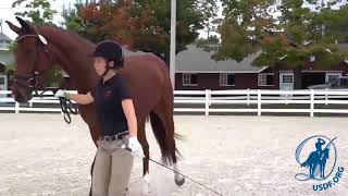 Introduction to Sport Horse In Hand Classes [upl. by Munniks549]