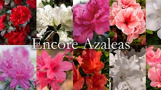 All about Encore Azaleas [upl. by Estevan]