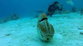 Palau Chambered Nautilus [upl. by Aiuqal]