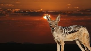 Hunting jackals in Namibia [upl. by Iow]