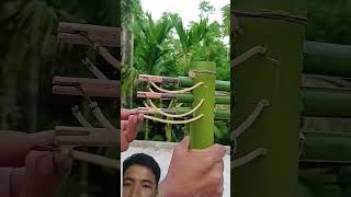 Bamboo shooter it seems good yeah😎😎 bamboo diy satisfying [upl. by Annemarie]