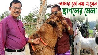 962 খামার তো নয় এ যেন বিশাল ছাগলের মেলা রই মানিক চিত্রপুরী । RIManikChitrapuri Krishichitra [upl. by Warfore]