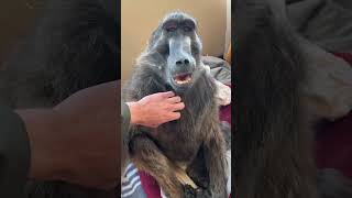 A conversation with my baboon sister 😁 baboon wildlife cuteanimals animals animallover [upl. by Reivazx]