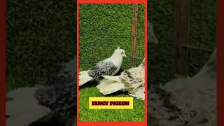 fancy pigeon frillback collection  Amazing frillback pigon  pigeon shots kabootar kabutar [upl. by Akimahc]