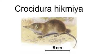 Crocidura Hikmiya [upl. by Estrella593]