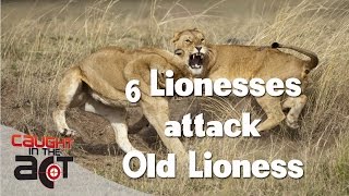 Pride of 6 Lionesses attack Old Female Lioness  CAUGHT IN THE ACT [upl. by Lacey]