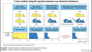 Lecture 9c Transplantation Immunology [upl. by Vassaux]