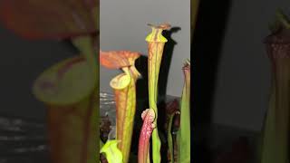 Sarracenia Flava varrubricorpora [upl. by Zach]