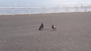 Pigeon Mating Dance [upl. by Dnomyad497]