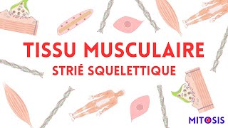 Tissu musculaire strié squelettique myocyte régénération musculaire [upl. by Kerrill]