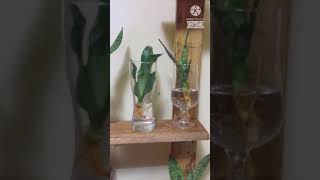 PROPAGATING SNAKE PLANT IN WATER  MOTHERINLAW TONGUE shorts [upl. by Annaerdna]