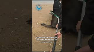 HUGE Seal Bull Saved From Entanglement shorts [upl. by Akirahc]