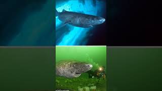 Greenland Shark  Longevity Mystery of Arctic [upl. by Skardol]