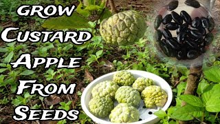 We Tested Custard Apple SEEDS and Heres Whats Best for Beginners [upl. by Nnylarak869]