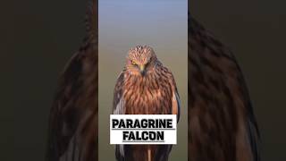 Peregrine Falcon Bird Facts 💀 facts birds peregrinefalcon youtubeshorts hunting [upl. by Ron]