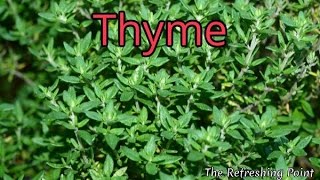 Thyme and Thyme Tea Benefits for Health Hair and Skin  One of Natures Top Antioxidant Herbs [upl. by Kurys]