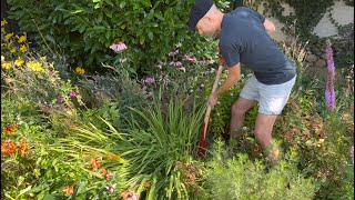 How to Divide Crocosmia Montbretia amp Get More Plants  Perennial Garden [upl. by Arras325]