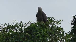 Highly Visible Greyheaded Fish Eagle 灰头鱼雕  Sungei Ulu Pandan  07 August 2024  Singapore  805am [upl. by Willumsen]