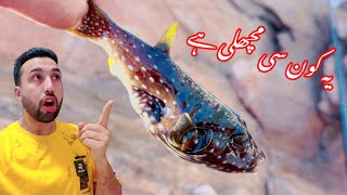 Fish haunted in Shek O beach Hong Kong 🇭🇰 [upl. by Lunneta910]