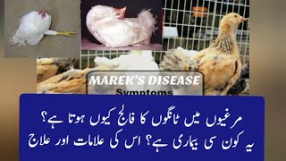 Mareks disease in poultry  Mareks symptoms and treatment  paralysis treatment in poultry [upl. by Kirred]