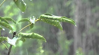 Pluie et Orage pour Dormir Profondément en Moins de 11 Minutes  Merveilleux Bruit de Pluie sur Toit [upl. by Ondrej409]