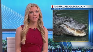 Kiawah Island to conduct annual alligator count [upl. by Kaya]