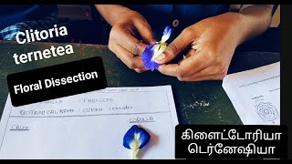 Clitoria ternatea  Floral Dissection [upl. by Sharma]