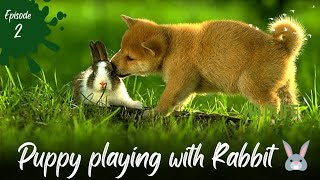 puppy playing with Rabbit 🐰🙀  Rabbit playing with puppy  Cute Animal animalxoxo10 [upl. by Jona557]