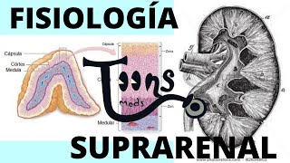 Fisiología Glandula suprarrenal Qué es SIST RENINA ANGIOTENSINA ALDOSTERONA SECRECIÓN CORTISOL [upl. by Melac486]