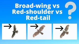 Juvenile Broadwinged Hawk vs Redshouldered Hawk vs Redtailed Hawk  Raptor Identification [upl. by Hogle]