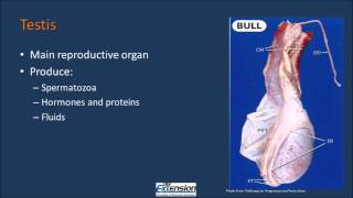 Bull Reproductive Anatomy [upl. by Currie242]