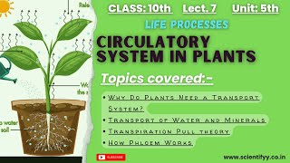 Transportation in plants  Phloem amp Xylem  Lecture 7  Class 10th  jkbose jkboard  scientifyy [upl. by Otrebire]