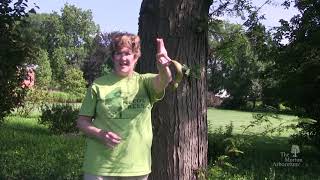 How to identify honey locust Gleditsia triacanthos [upl. by Shadow]