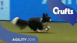 Agility Championship Round 2 – Agility  Medium  Crufts 2019 [upl. by Karol820]