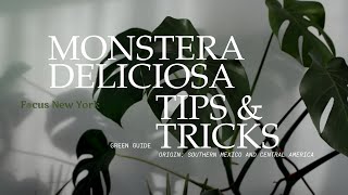 Monstera Deliciosa Plant Tips amp Tricks by Focus New york [upl. by Ehsom]