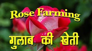 Rose Farming through Scientific Method  गुलाब की खेती का वैज्ञानिक तरीका  Floriculture Business [upl. by Marlo]