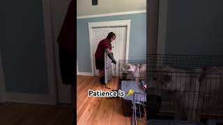 Getting A Fear Aggressive Dog Out Of His Crate dogtrainerslife dogtraining shortsviral short [upl. by Saied]