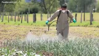 Pulvérisation à dos des oignons Knapsack spraying onions [upl. by Notrom]