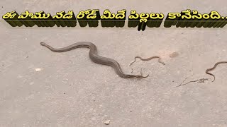 Snake gives birth to babies instead of eggs Instead of laying eggsthis snake gives birth to young [upl. by Assetnoc730]