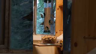 Pine Siskins love sunflower seeds from Wild Birds Unlimited [upl. by Siddon]