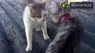 BEST OF BAGARRE DE CHATS [upl. by Rosina]