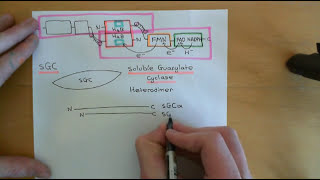 Endothelium Dependent Vasodilation Part 5 [upl. by Kegan]