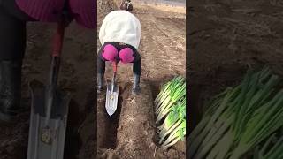 The process of planting onions in a deep hole [upl. by Herzig966]