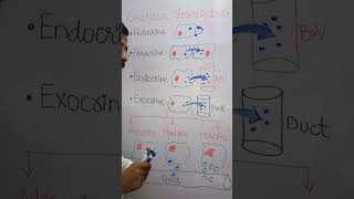 CHEMICAL SIGNALLING paracrineautocrineholocrinemerocrineapocrine [upl. by Hardy]