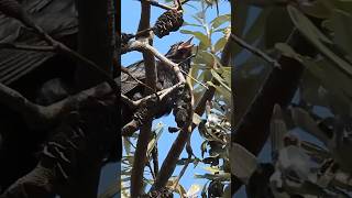 Incredibly Loud Koel Call 🔊🙉 nature wildlife birdsounds [upl. by Wilkinson517]