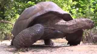 Aldabra Giant Tortoises at the Bronx Zoo [upl. by Amles]